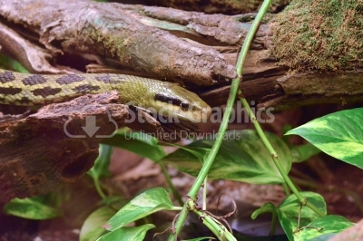Snake hidding under some rocks