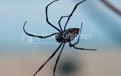 Spider on his web - Stock Image