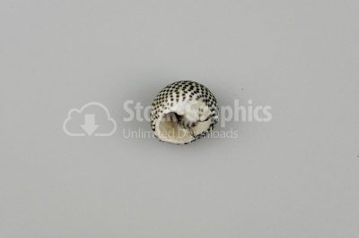 Spotted conch shell - Stock Image
