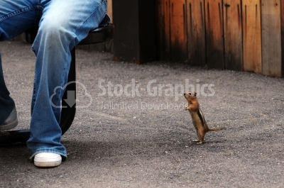 Squirrel and male foot