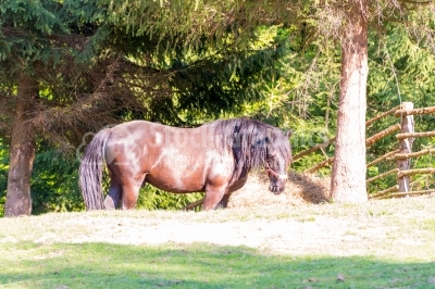 Sun-lighted horse eating hay