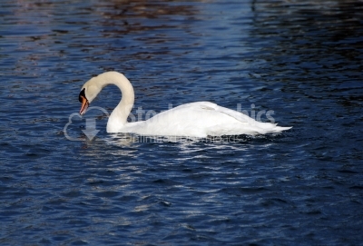 Swan - Classic Pose - Stock Image