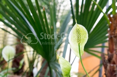 The flowerhead of the Peace Lily