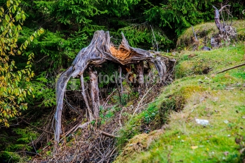 Tree stump ,tree root in the forest photographed in natural ligh