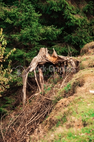 Uprooted tree in the forest on a sunny day