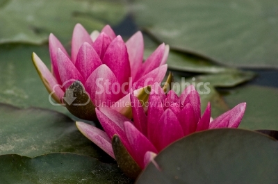 Water Lily - Stock Image