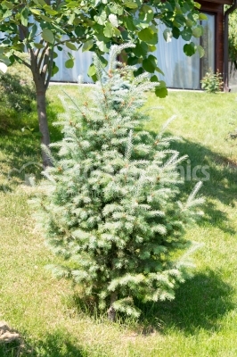 White fir bush in nature