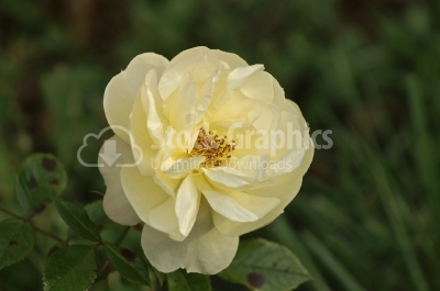White rose - Stock Image