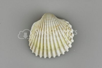White scallop Seashell 