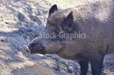 Wild pig closeup