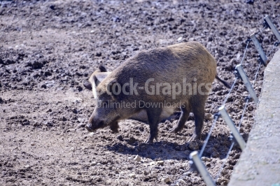 Wild pig outdoor