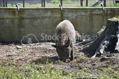 Wild pig searching for food