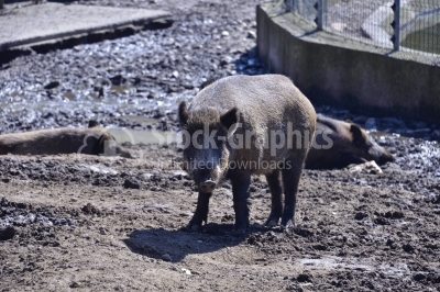 Wilde pig in muddy wood-landscape.