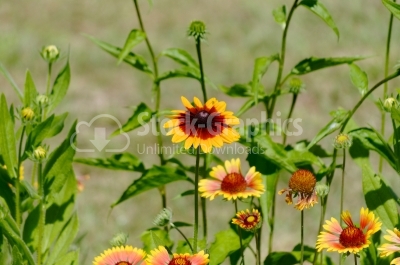 Yellow Flower - Stock Image