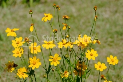 Yellow Flower - Stock Image