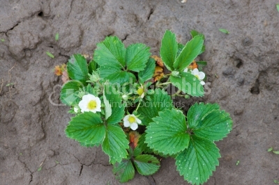 Young blooming bush of strawberries planted in the ground