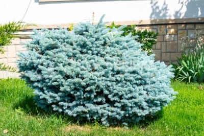 Young tree of blue spruce 