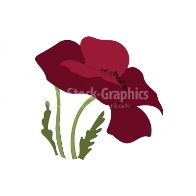 Papaver poppy flowers - Illustration