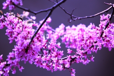 A Tree Branch In Bloom With Small Pink
