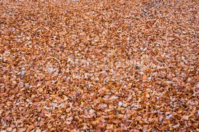 Abstract autumn leaf background