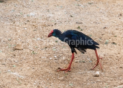 African swamphen, Porphyrio madagascariensis