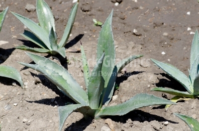 Agave Plant - Stock Image