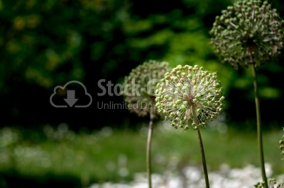 Allium Giganteum in nature