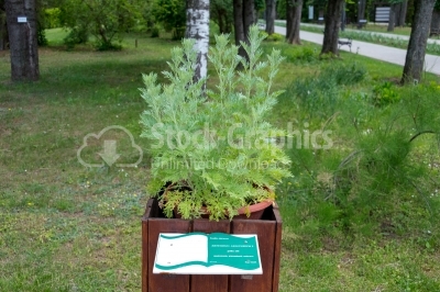Artemisia Absinthium plant in summer