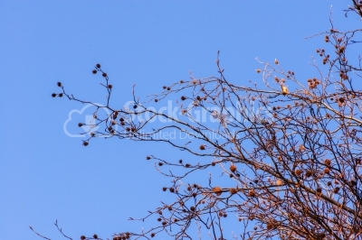 Autumn berries against a blue sky/autumn nature background