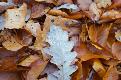 Autumn leaves with water drops