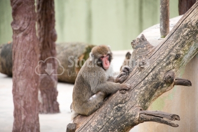 Baboon Monkey chilling in the zoo