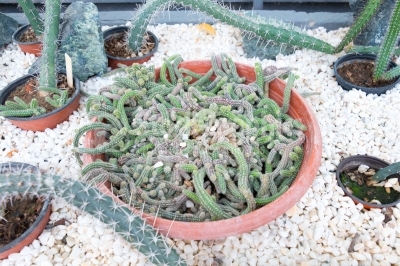 Baby Cactuses growing in a single pot 