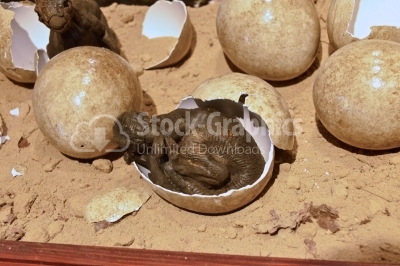Baby dinosaur eggs comming out the eggs