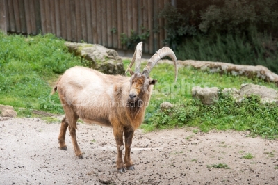 Barbary sheep looking at the camera
