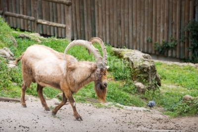 Barbary Sheep Walking