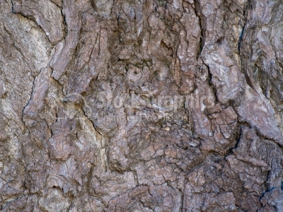 Bark of Tree - Stock Image