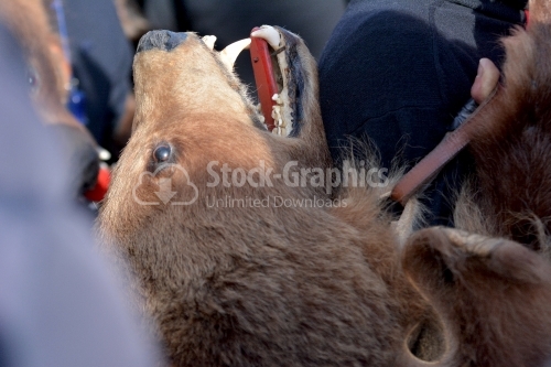 Bear head used for costume. The annual Winter Traditions and Customs Festival