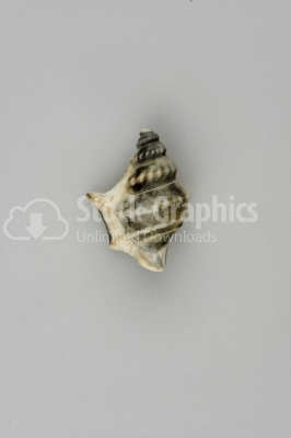 Beautiful conch shell 