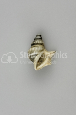 Beautiful conch shell photo
