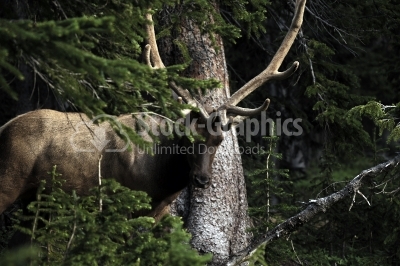 Beautiful image of red deer stag in forest landscape