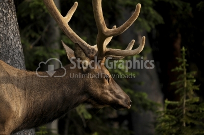 Beautiful image of red deer stag in forest landscape