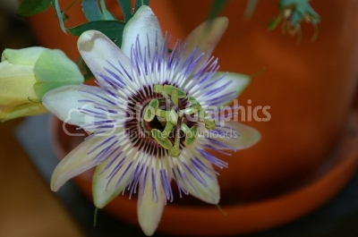 Beautiful passion flower (passiflora) - Stock Image