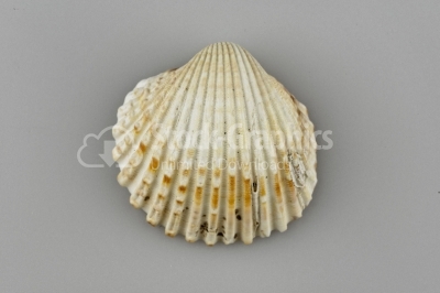 Beautiful Scallop Seashell 