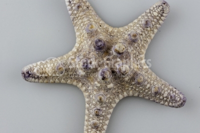 Beautiful starfish - Stock Image