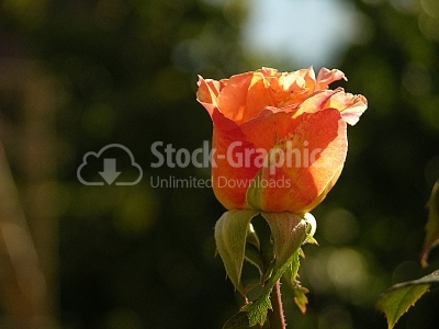 Beautiful yellow and orange rose