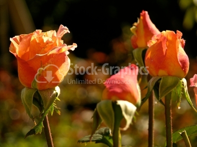 Beautiful yellow and orange rose