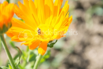 Bee pollinating an yellow plant