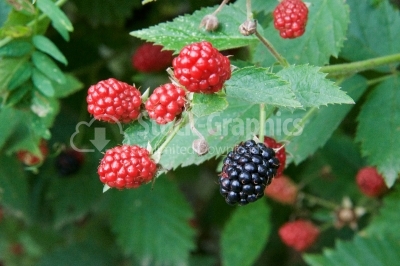 Blackberries on a branch closeup