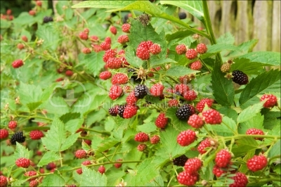 Blackberry 'Veronique' Plant and Fruit (Rubus)