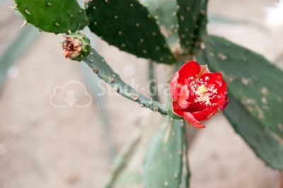 Blossomed Flower of a cactus in full season
